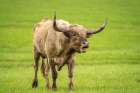USA-Oklahoma-Wichita Mountains National Wildlife Refuge Longhorn bull bellowing Art Print